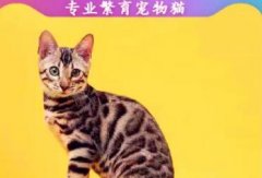 纯血统孟加拉找新家中 大理石纹 玫瑰纹 花纹漂亮野性美~