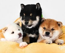 萌宠宠物·成都Cku犬舍，专业繁育招财宠物狗，自提优惠多多