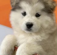 萌宠高品质宠物·家养精品阿拉斯加幼犬 红棕色黑色灰色阿拉